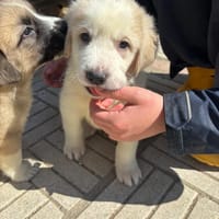 hiro, chien à adopter