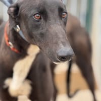 SOCRATES, chien à adopter