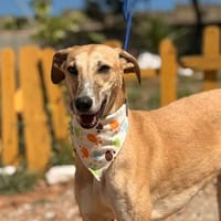 PHINEAS (Lara), chien à adopter