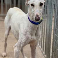 PALMA, chienne à adopter