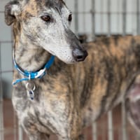 NORTE, chien à adopter