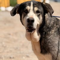 NINA (Lara), chienne à adopter