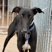 MORANTE, chien à adopter