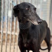 MORA II, chienne à adopter