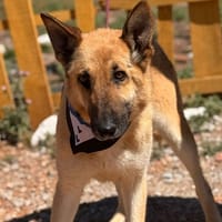 MANGO (Lara), chien à adopter