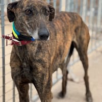 LLUVIA, chienne à adopter