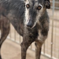 LINA, chienne à adopter