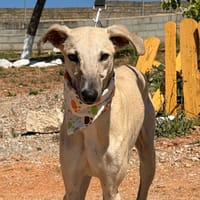FERB (LARA), chien à adopter