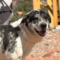 ELSA (Lara), chienne à adopter