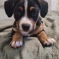 Bonbon, chien à adopter