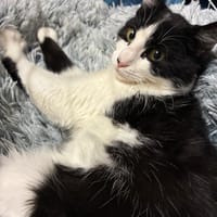 April, chatte à adopter