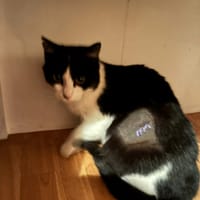 April, chatte à adopter