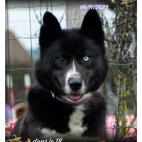 Nala, chienne à adopter