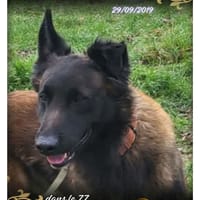 Ponzo, chien à adopter