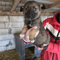 Linaé, chien à adopter