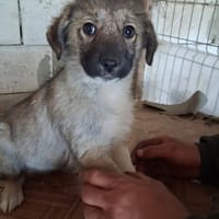 Kiri, chienne à adopter