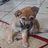 Brioche, chienne à adopter
