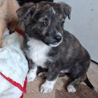 Nahée, chienne à adopter
