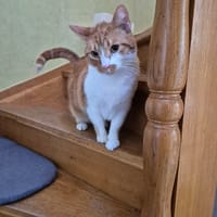 XENA, chatte à adopter