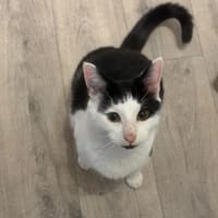 JUL, chat à adopter