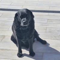 MAYA, chienne à adopter