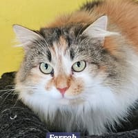 FARRAH, chatte à adopter