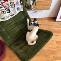 Lulu, suczka do adopcji