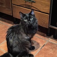 Sanfter Kater Merlin (1 Bein fehlt), Kater zur Adoption