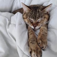 Verspielte Katze Greta, Katze zur Adoption