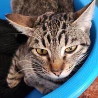 Sanftes Katzenmädchen Donatella, Katze zur Adoption