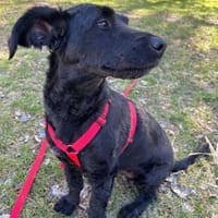 Tolle Lea sucht zuhause!, Hündin zur Adoption