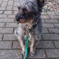 Solene, Hündin zur Adoption