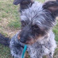 Solene, Hündin zur Adoption