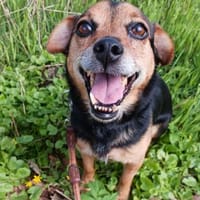 fitte, kleine Mix Hündin sucht..., Hündin zur Adoption