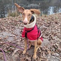 Fely sucht ein Körbchen !, Hündin zur Adoption