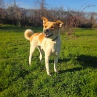 Ginger ein super Familienhund, Hund zur Adoption
