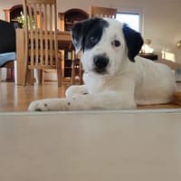 Yeti, Hund zur Adoption