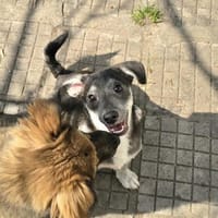 Miro, Hund zur Adoption