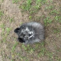 Carlo sucht seine Familie, Hund zur Adoption