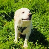 Josi ein super liebes Mädchen, Hündin zur Adoption