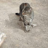 Sanfte, junge Katze Jasmine, Katze zur Adoption