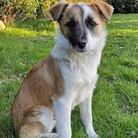 Unsicherer kleiner Leo sucht Familie, Hund zur Adoption