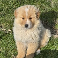 Paul, Hund zur Adoption