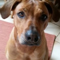 zuna sucht ein Zuhause, Hündin zur Adoption