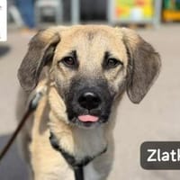 Zlatko  Hauptberuf: Herzensbrecher., Hund zur Adoption