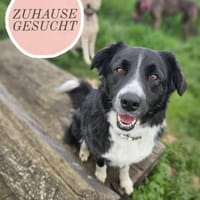 Fröhliche Zara wartet auf ihr Home, Hündin zur Adoption