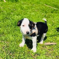 Sparky sucht ein Körbchen, Hund zur Adoption