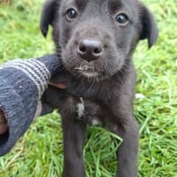 Lenny, Hund zur Adoption