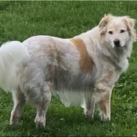 Herdenschutzhund MOJO sucht Zuhause, Hund zur Adoption