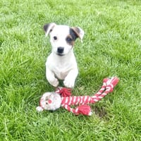 Melodie ein liebes tolles Welpenkind, Hündin zur Adoption